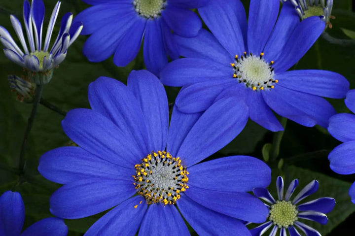 10 Flowers that Symbolize Joy