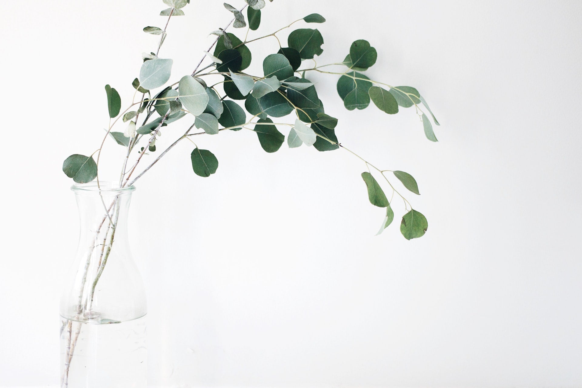 How to pack for plant delivery Dubai | 800 Flower Dubai