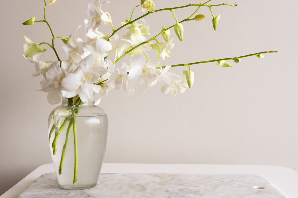 How To Take Care Of White Orchids At Home | 800 Flower