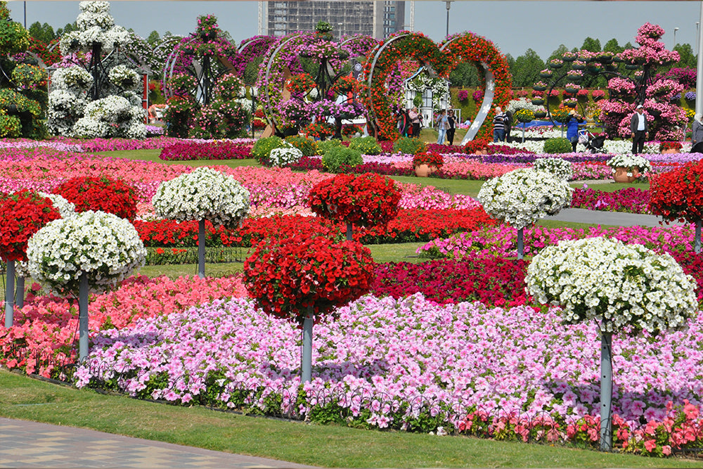 Breathtaking Floral Beauty: UAE Flowers for Every Occasion