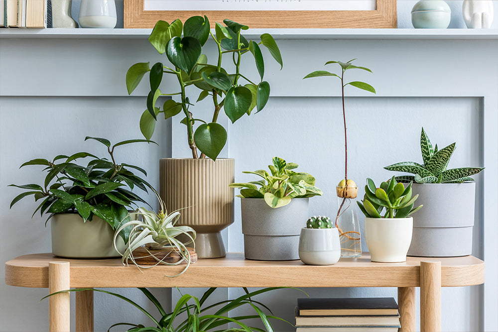 Green Oasis in the Desert: Exploring the Diverse Plants of Dubai | 800 Flower
