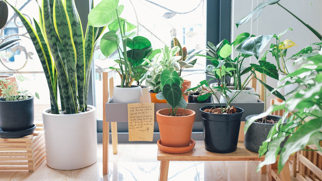 Indoor Flowering Plants to Beautify your Interiors in 2023 | 800 Flower