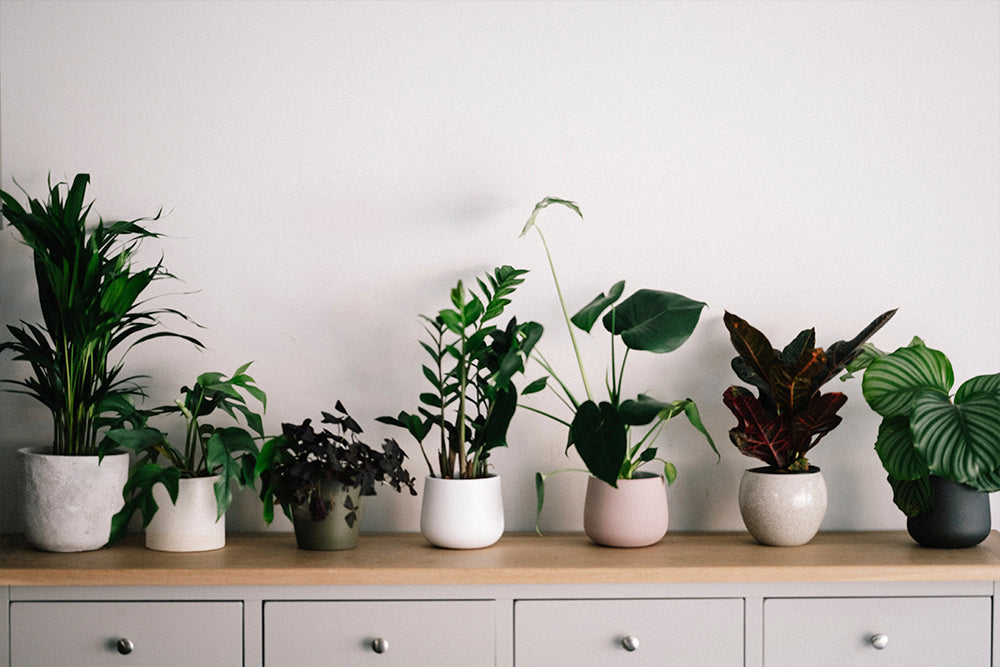 Indoor Plant Maintenance Myth - 800 Flower Dubai