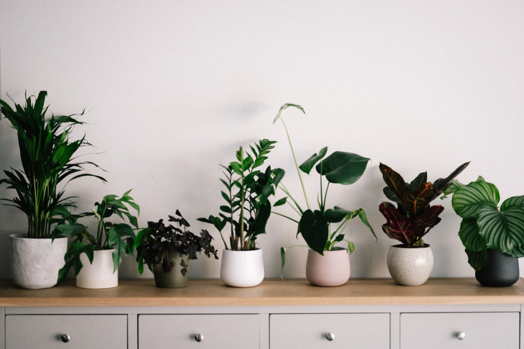Searching for Air-Purifying Plants in Dubai