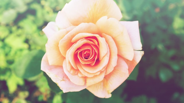 Looking for Same-Day Flower Delivery in Dubai