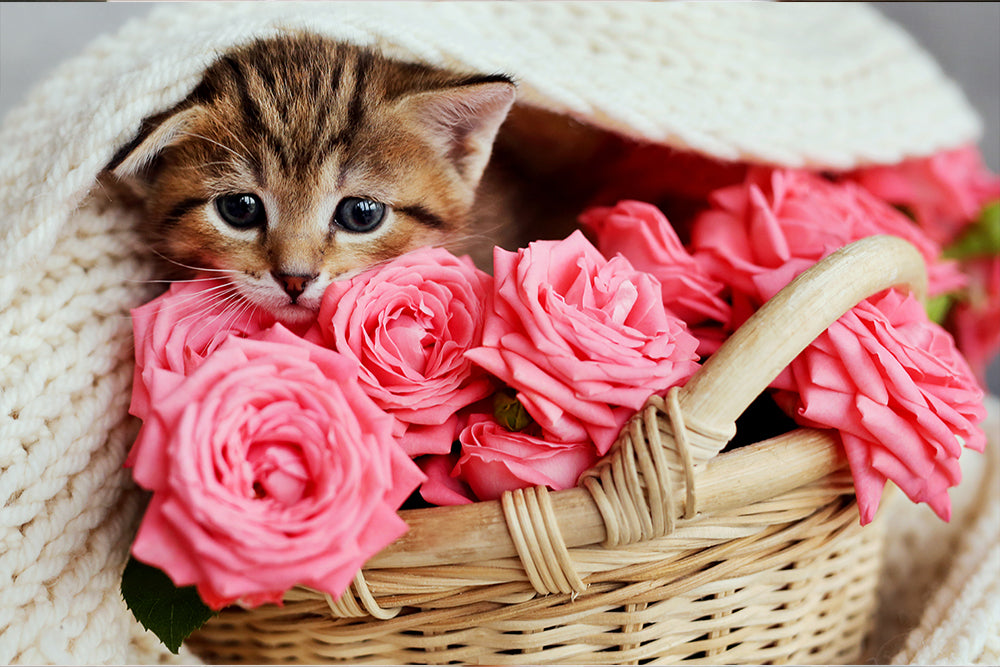 Pet friendly flowers for a flower bouquet | 800 Flower Dubai
