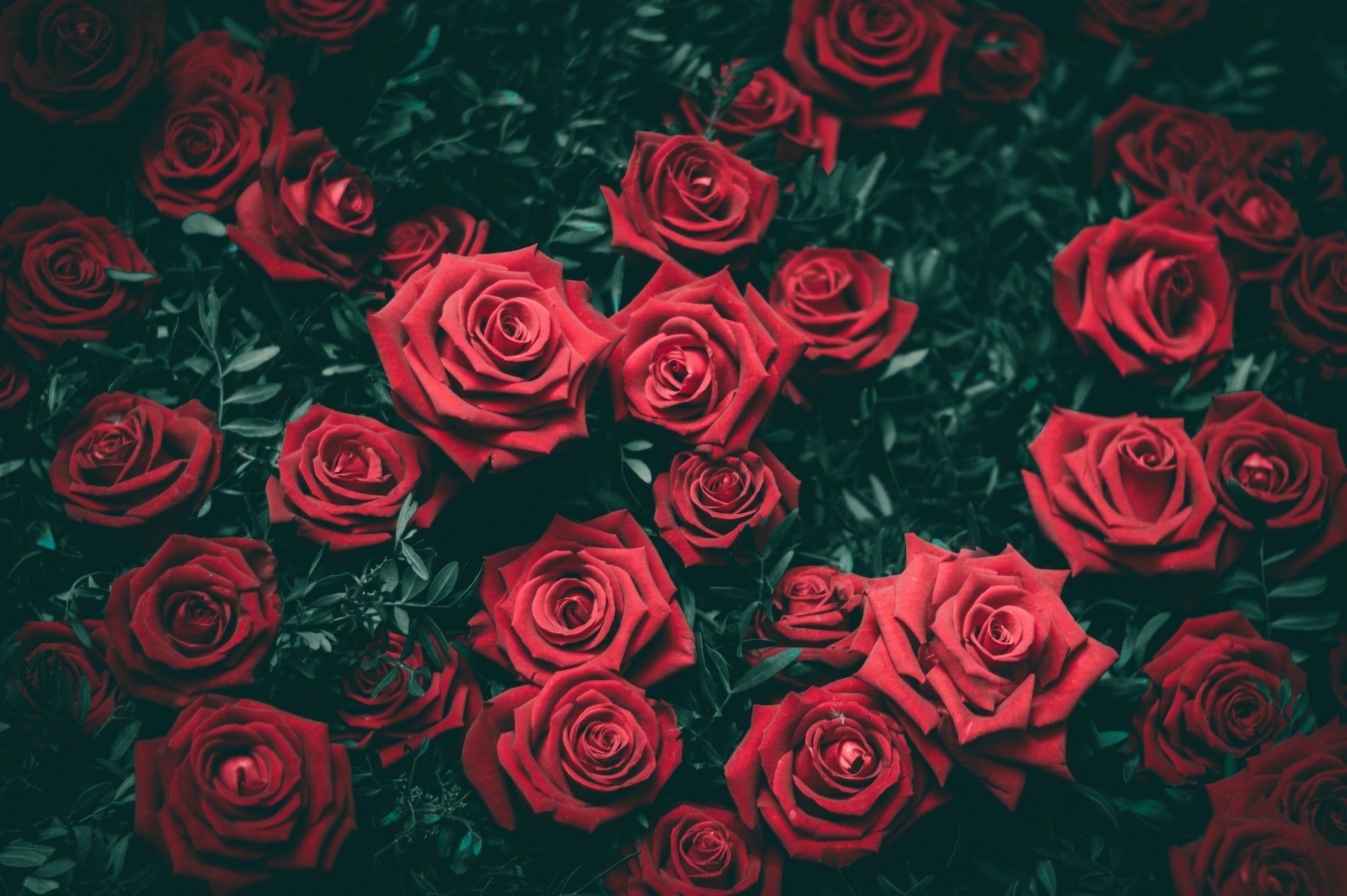 Roses: Nature's Poetic Expression of Passion and Affection | 800 Flower