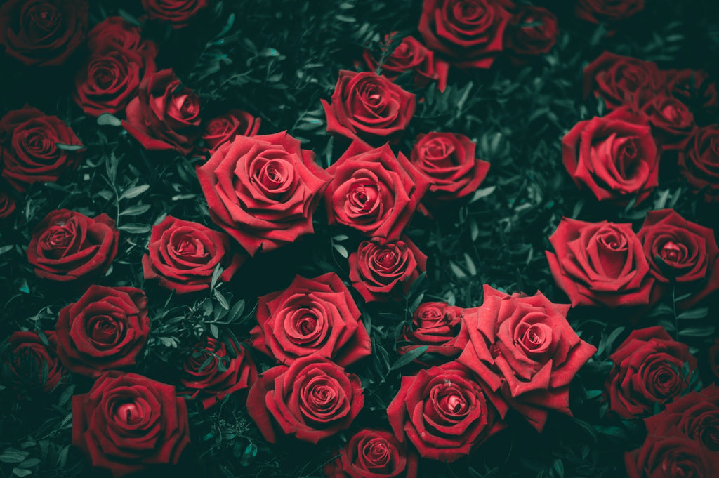 Roses: Nature's Beautiful Poetry of Passionate Affection
