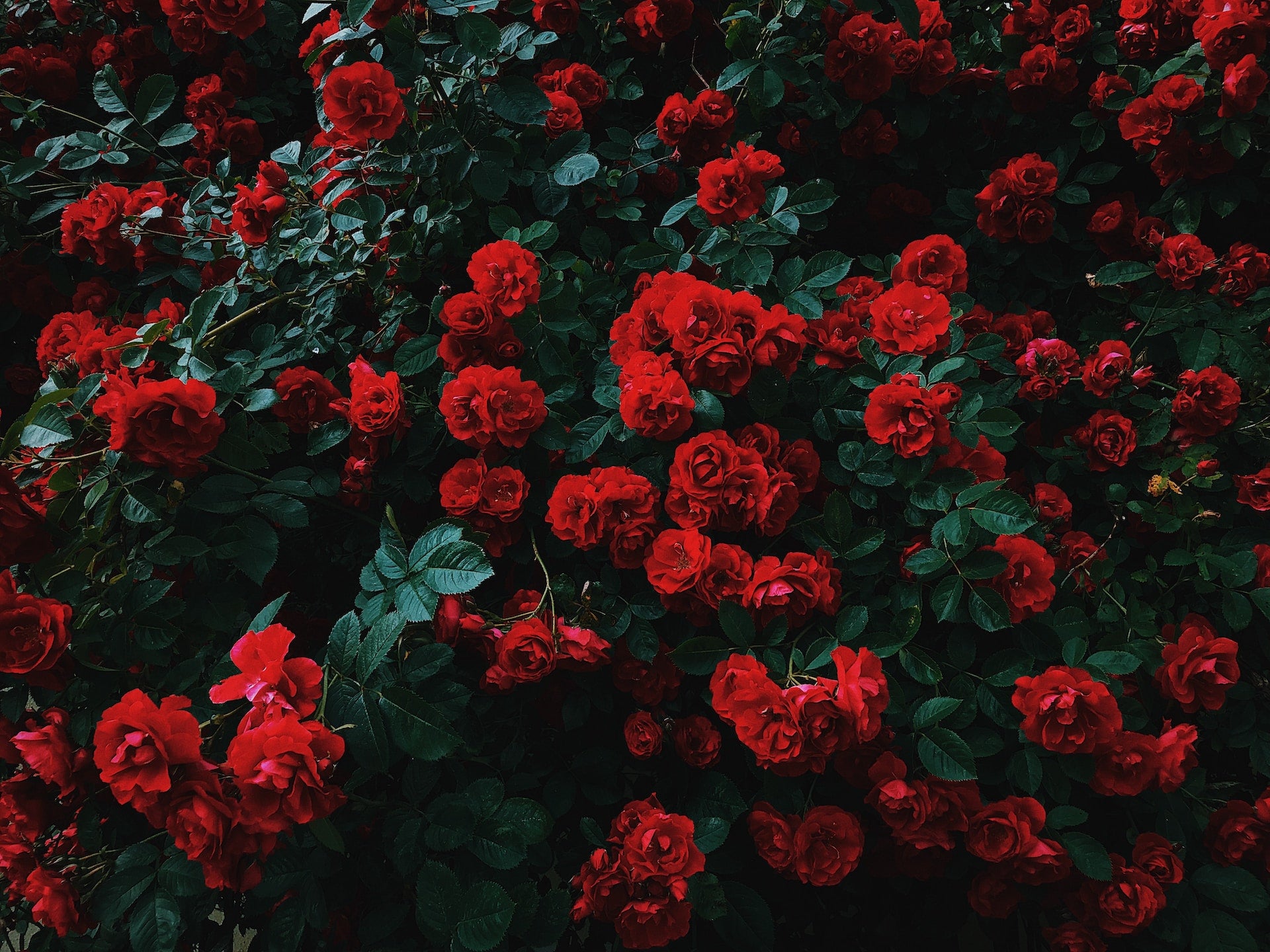 Timeless Elegance: Handpicked Red Rose Bouquets | 800 Flower