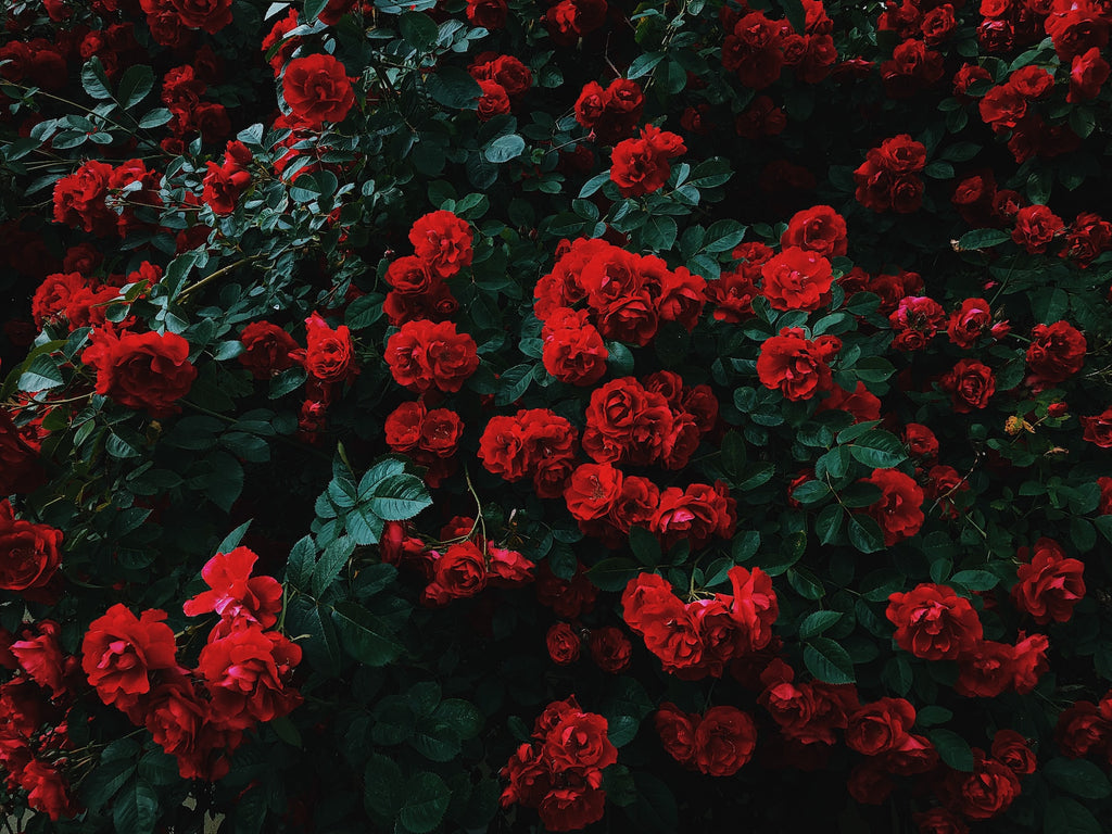 Discover the Timeless Elegance of Handpicked Red Rose Bouquets.