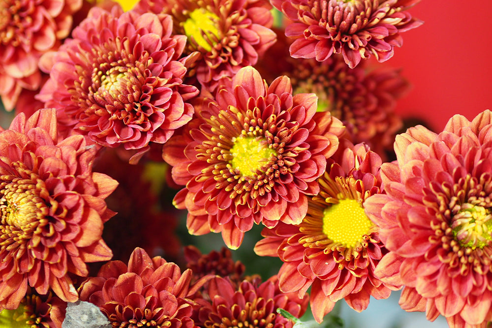 Weekly flower shop deal of exotic flowers from 800 Flower