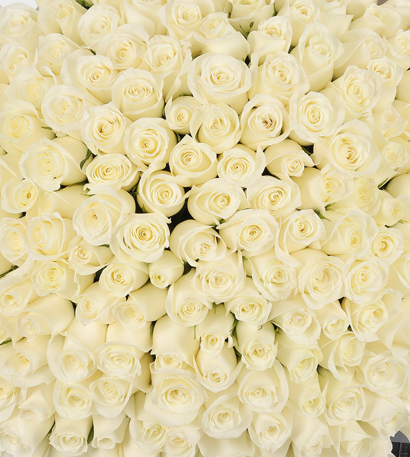 200 White Roses