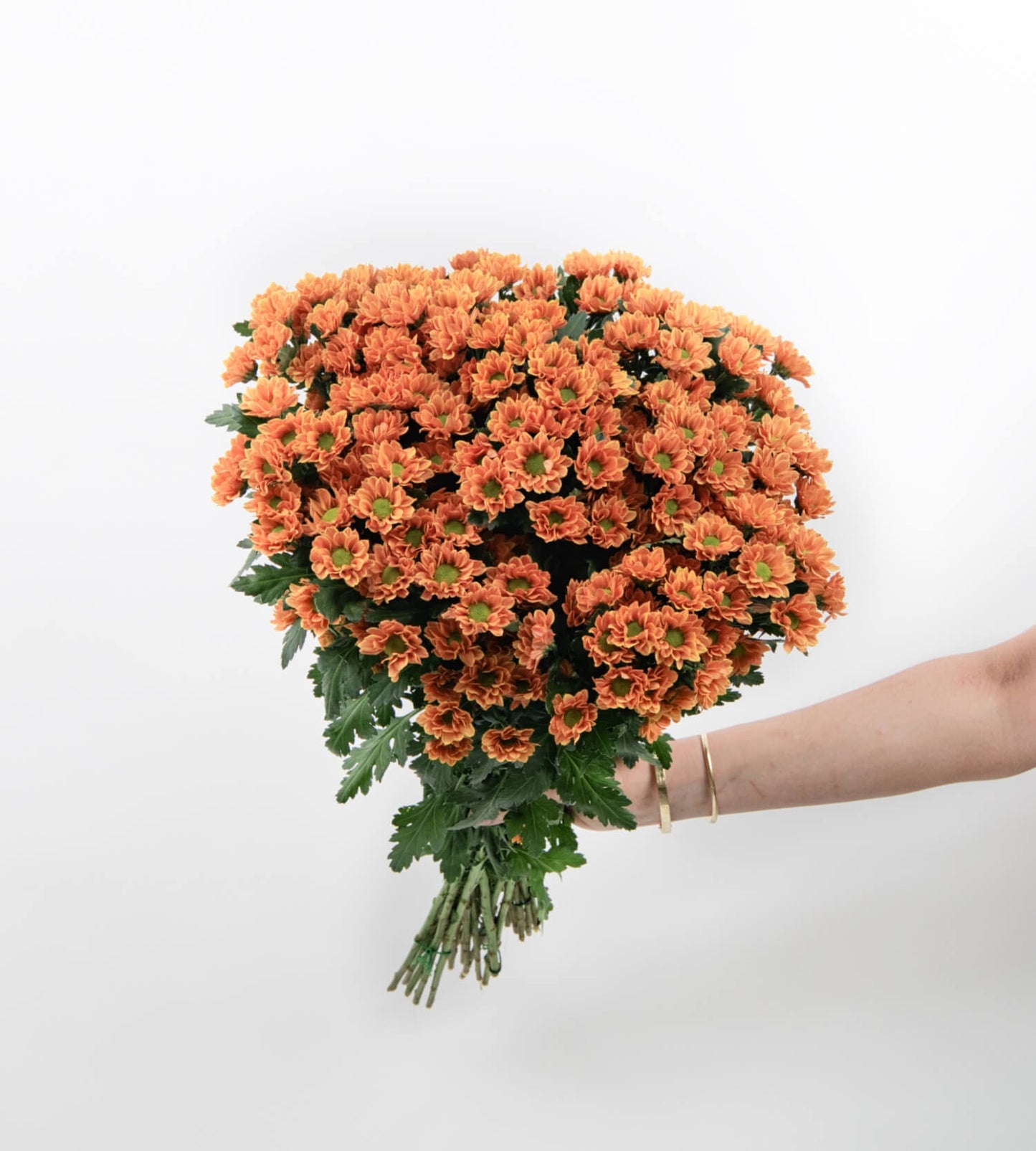 25 Stem Chrysanthemum Santini Insta