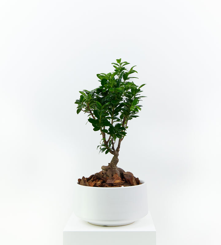 Elegant bonsai tree with lush green foliage, ideal for home or office decor.