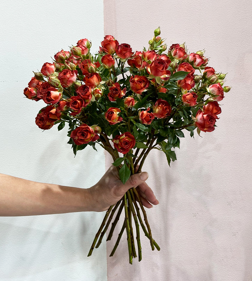 Chocolate Bubble Spray Rose