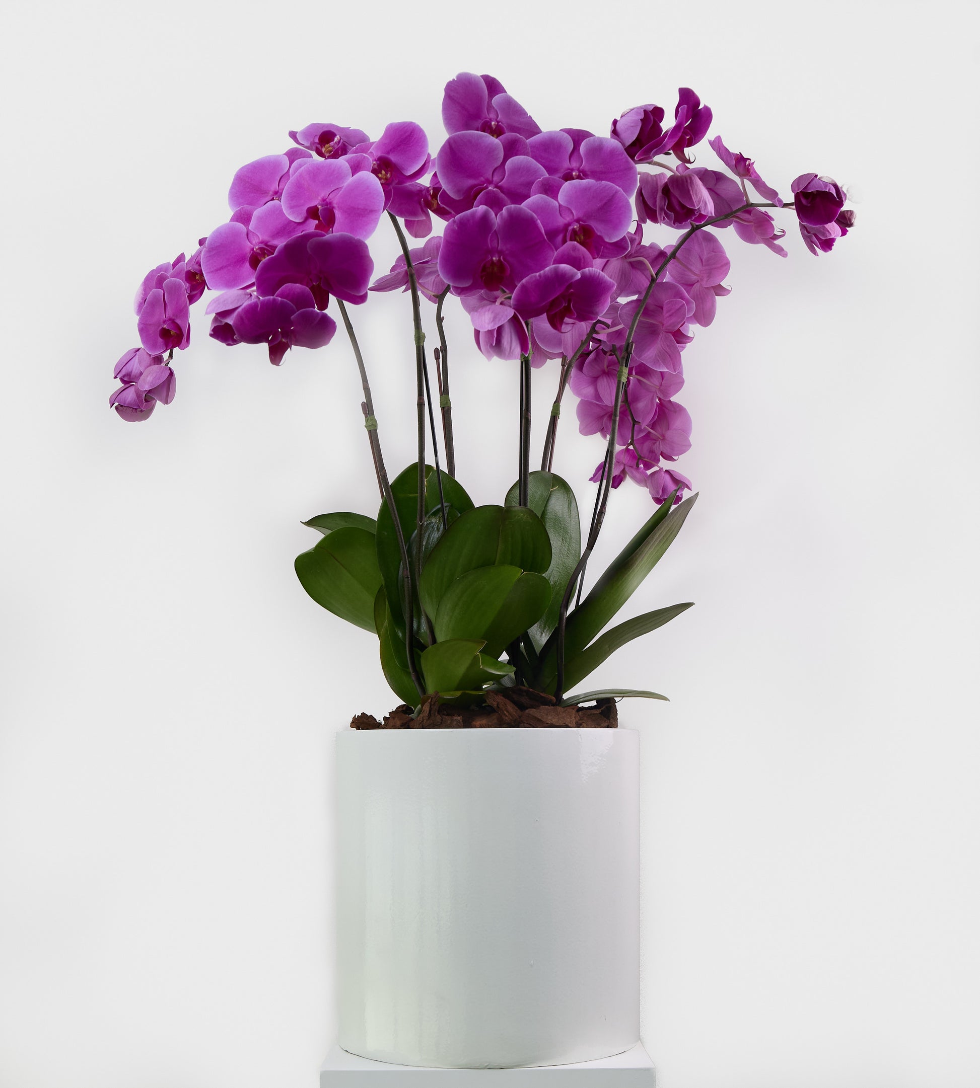 Purple indoor plant for elegant home and office decoration.