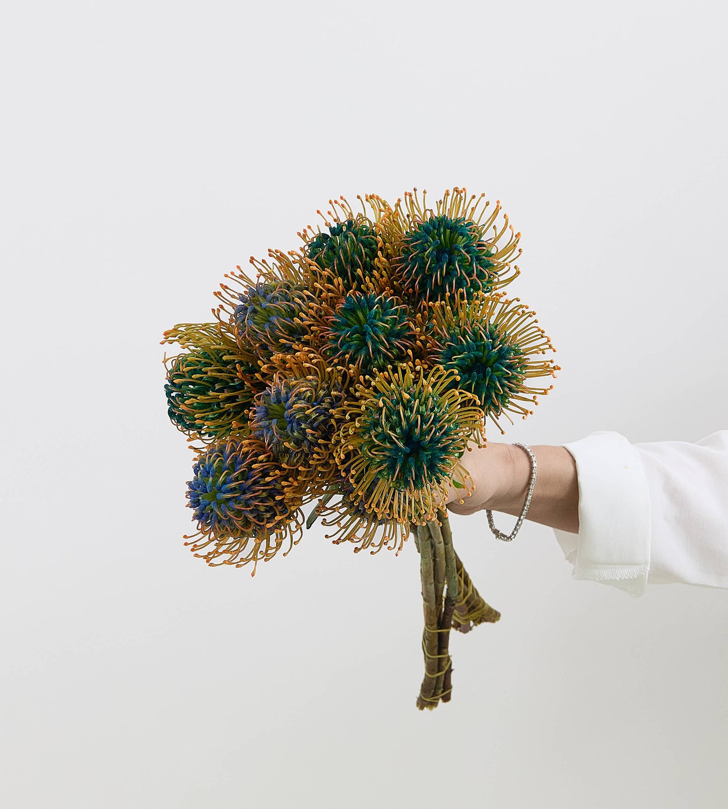 10 Leucospermum Nutan Jelena