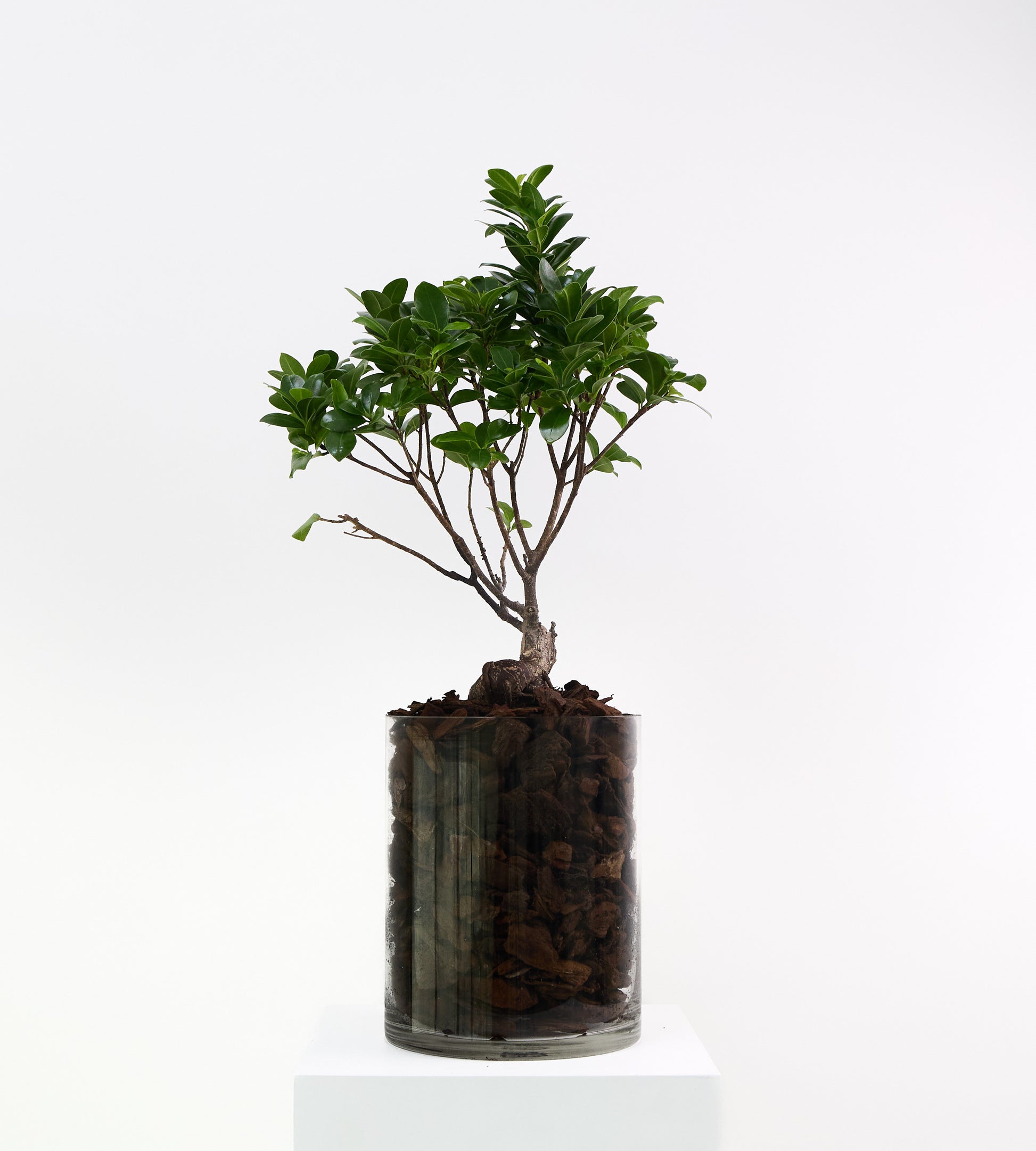 Indoor bonsai plant for home and office decor.