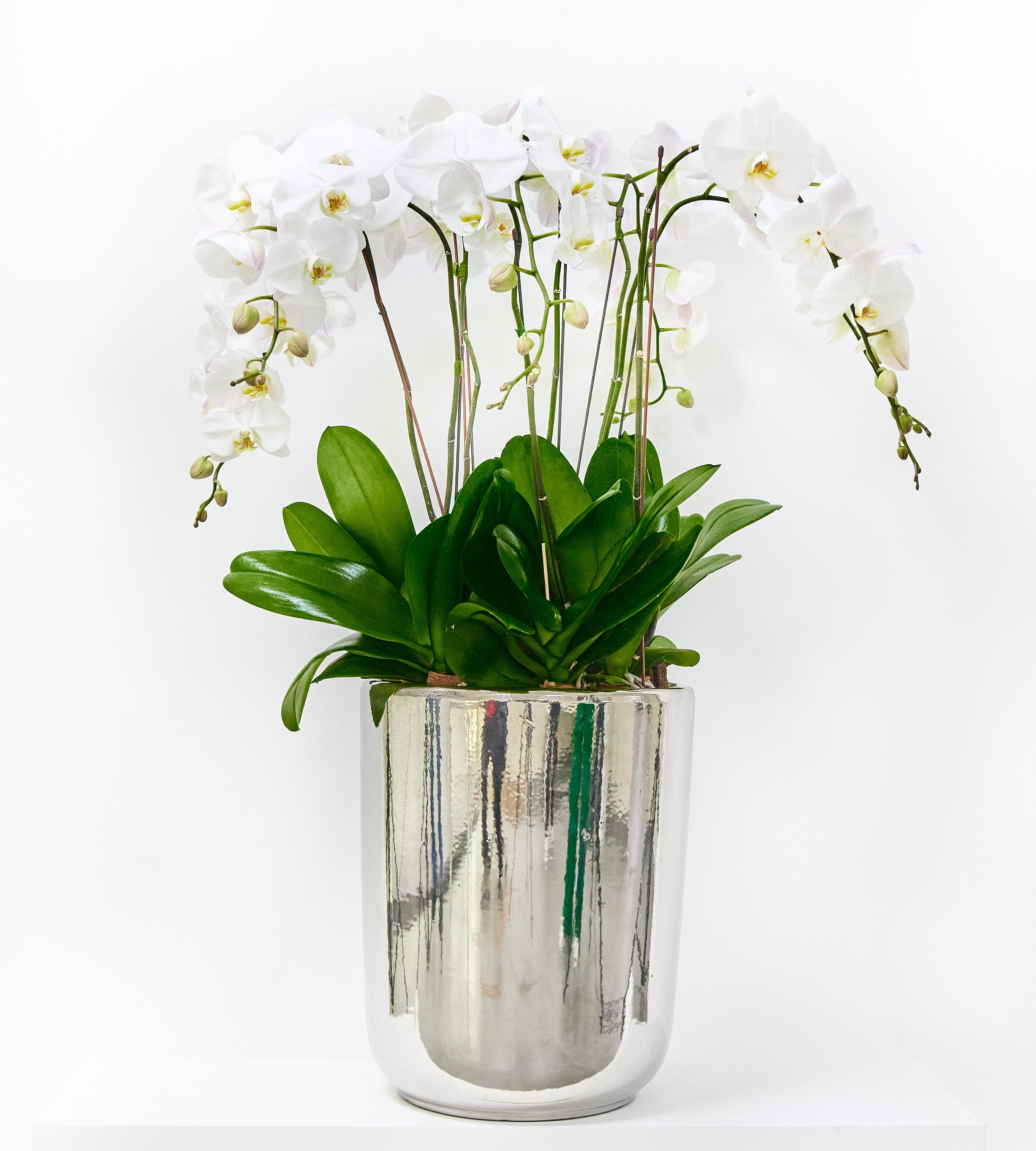 Eight orchid stems in a chrome silver pot, elegant and modern indoor plant decor.