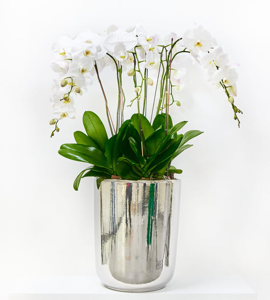 Eight orchid stems in a chrome silver pot, elegant and modern indoor plant decor.