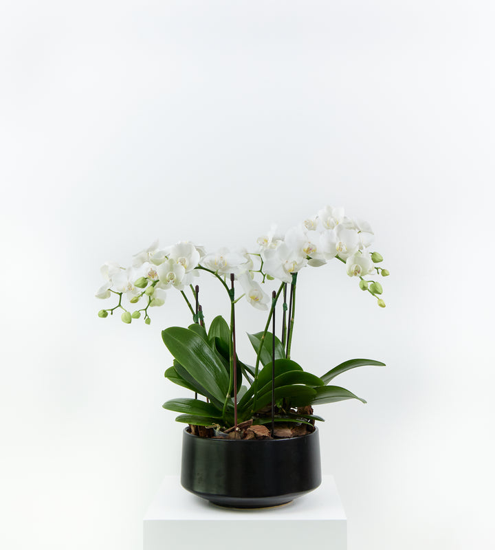 Mini Orchid Black plant in a modern pot, perfect for home or office decor.