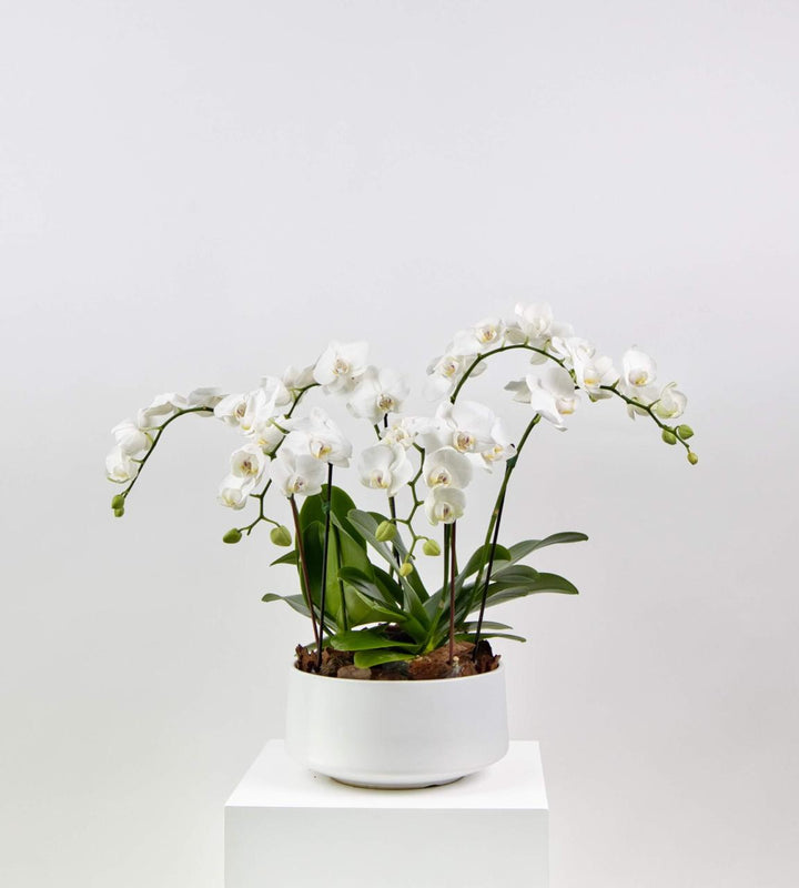 Mini Orchid White indoor plant with delicate white blooms for home or office décor.