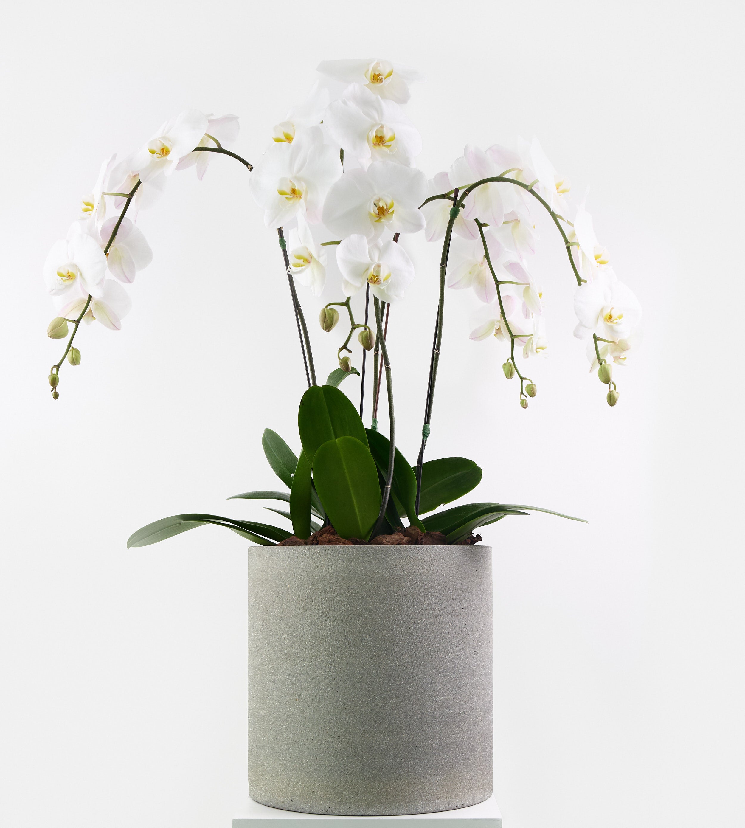 indoor plant for elegant home and office decoration.