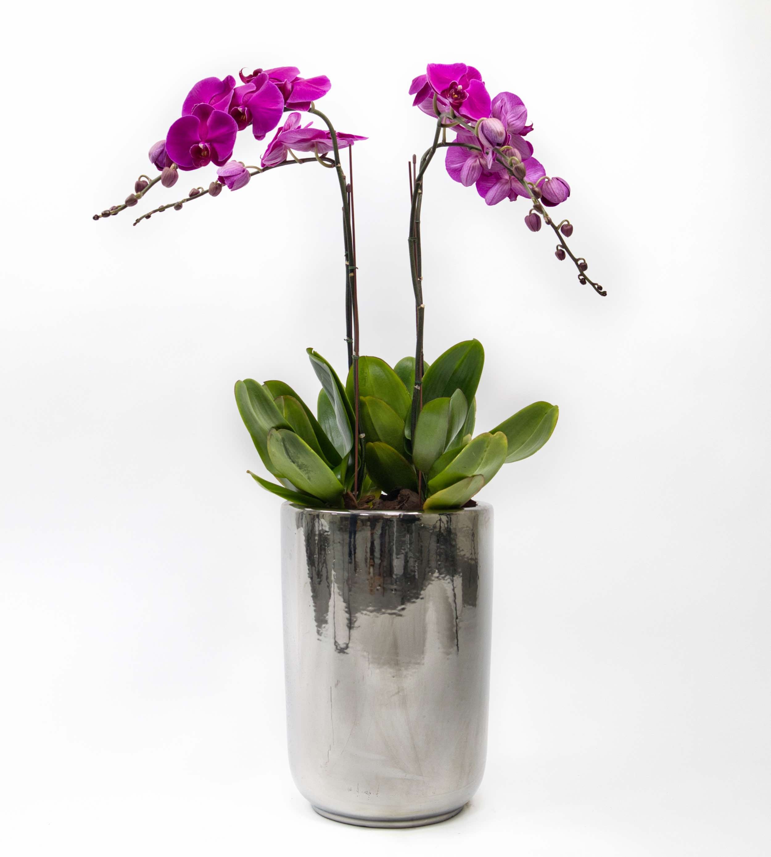 Two fuchsia orchid stems in a silver chrome pot, bright and modern indoor plant decor.