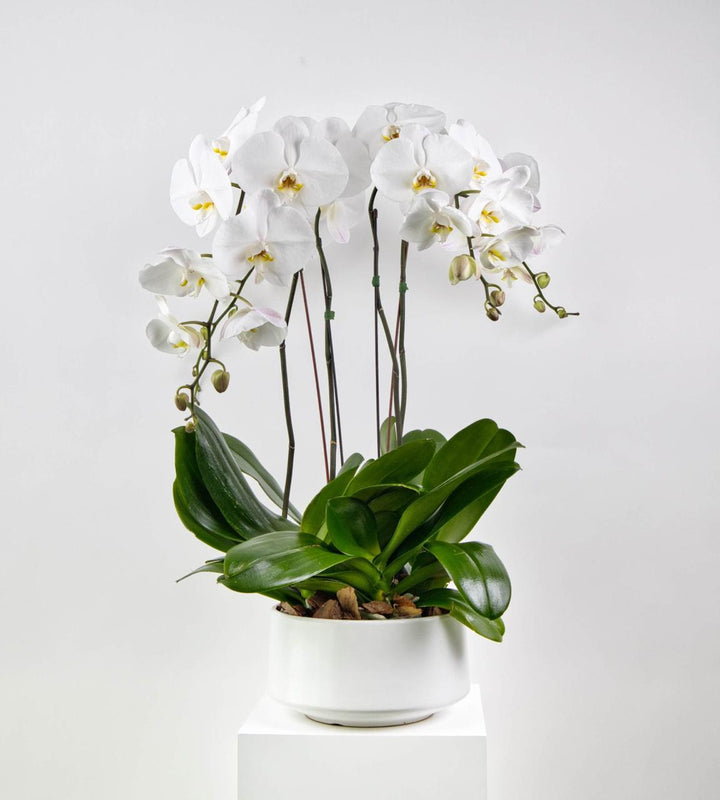 Orchid Splendor indoor plant featuring elegant orchid flowers for home and office decoration.