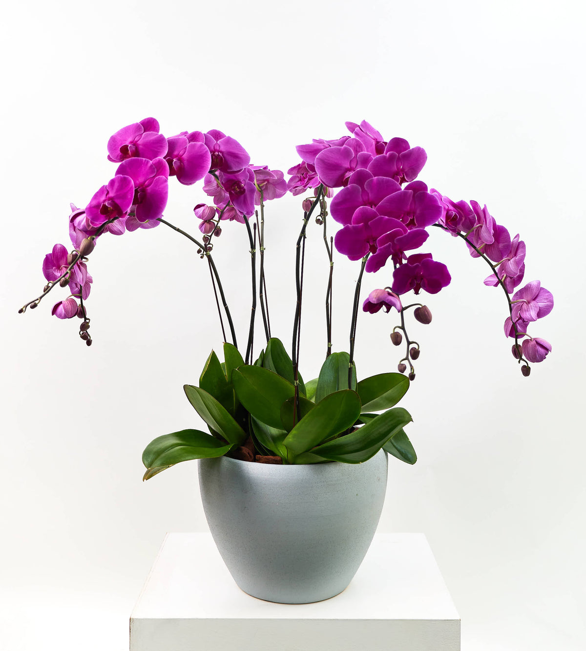 Midnight Bloom