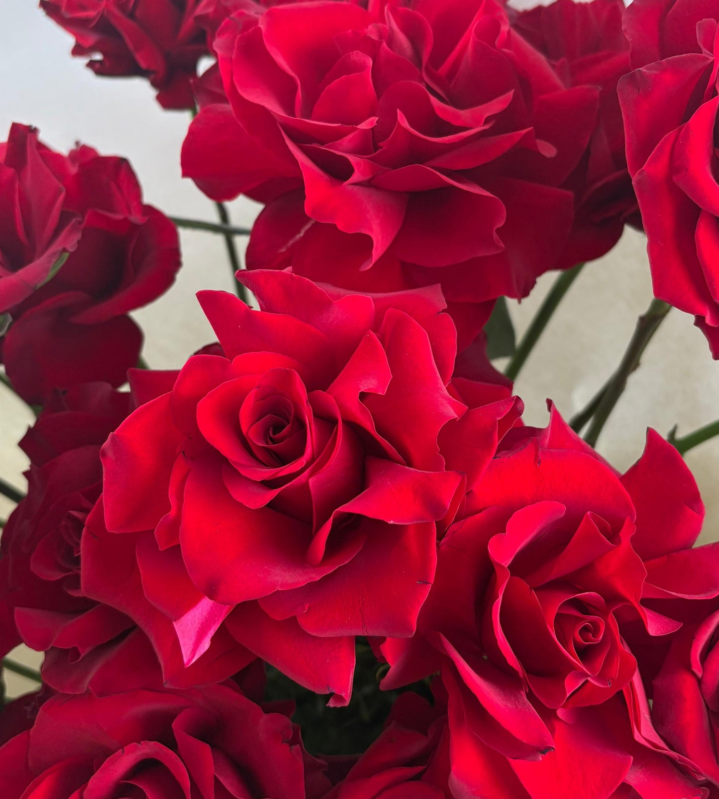 This luxurious bouquet of velvety red roses, interwoven with delicate greenery, is the essence of timeless romance. Scarlet Embrace is the perfect gesture for expressing deep love, devotion, and passion.
