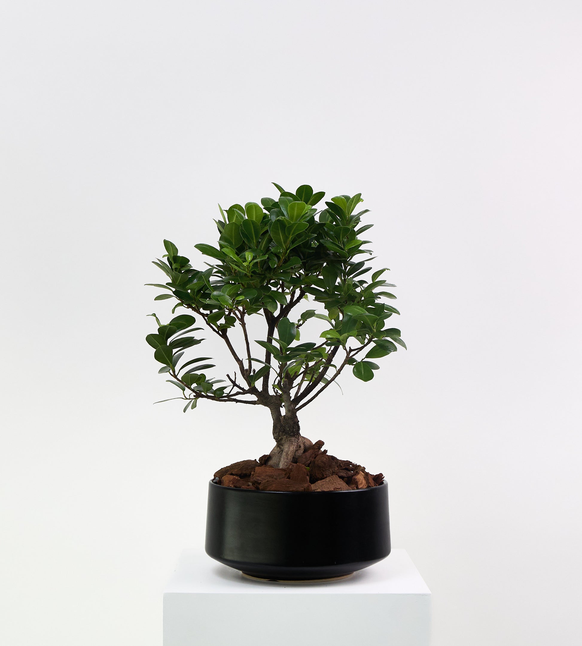 Indoor bonsai plant for home and office decor