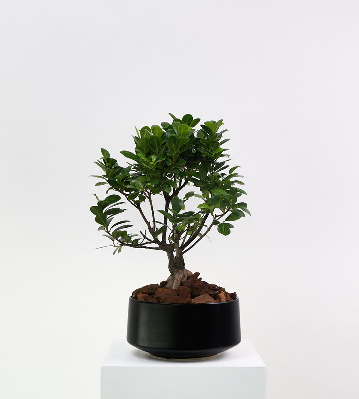 Indoor bonsai plant for home and office decor