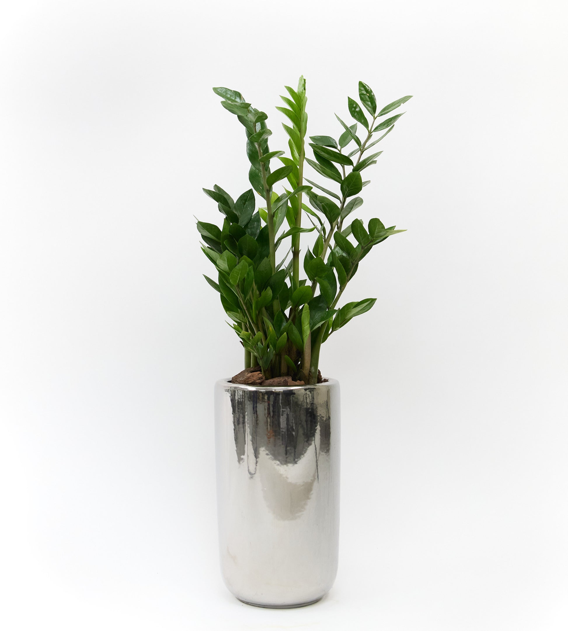 Exotic indoor plant perfect for gifting or enhancing home and office spaces with natural greenery.