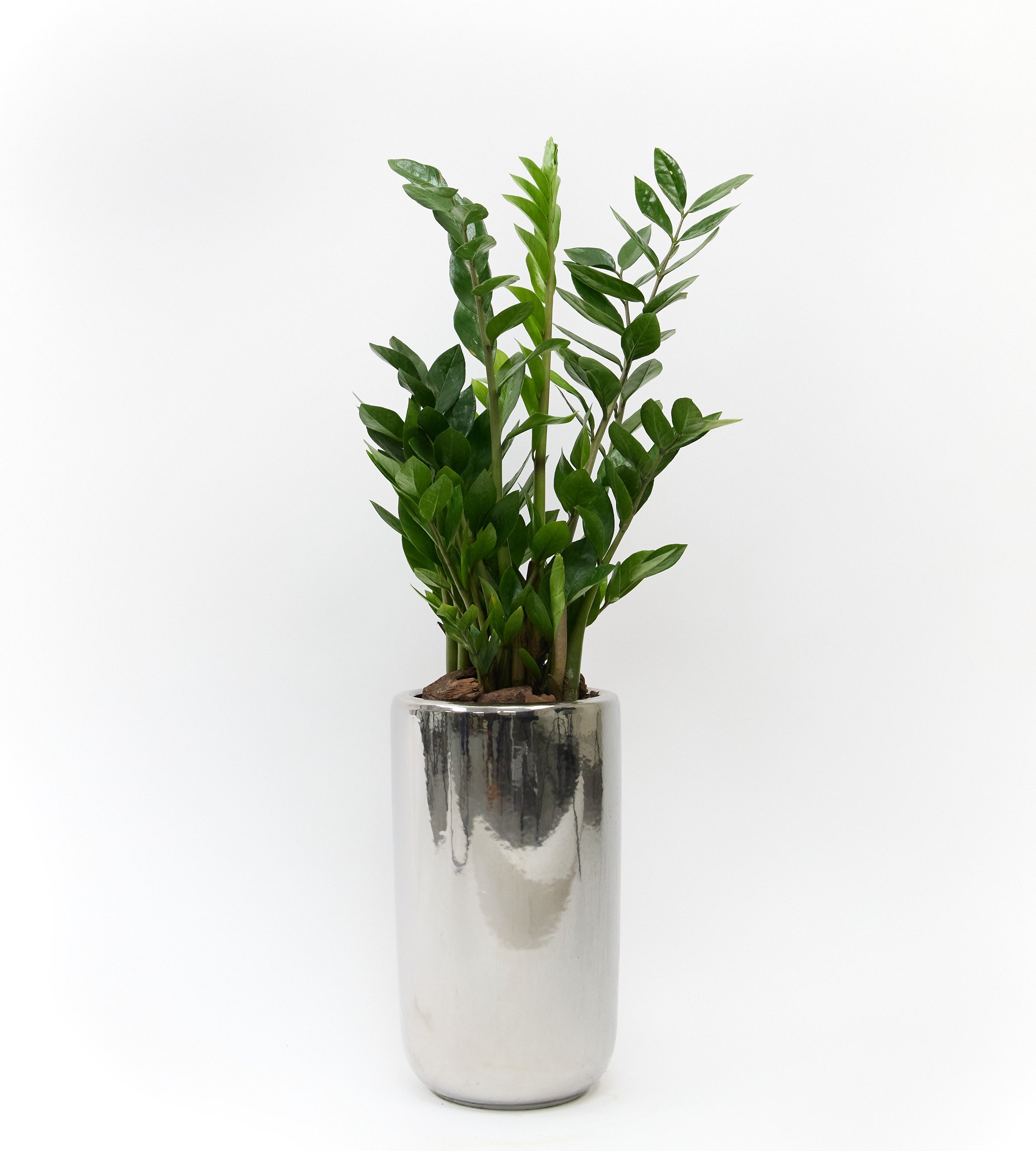 Exotic indoor plant perfect for gifting or enhancing home and office spaces with natural greenery.