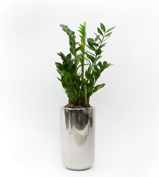 Exotic indoor plant perfect for gifting or enhancing home and office spaces with natural greenery.
