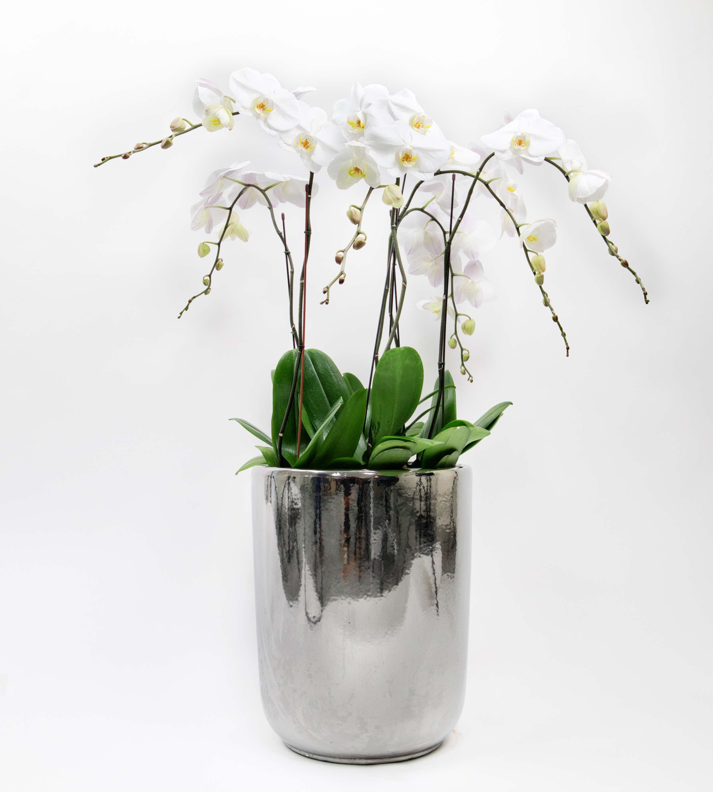 Six orchid stems in a chrome silver pot, elegant and modern indoor plant decoration.