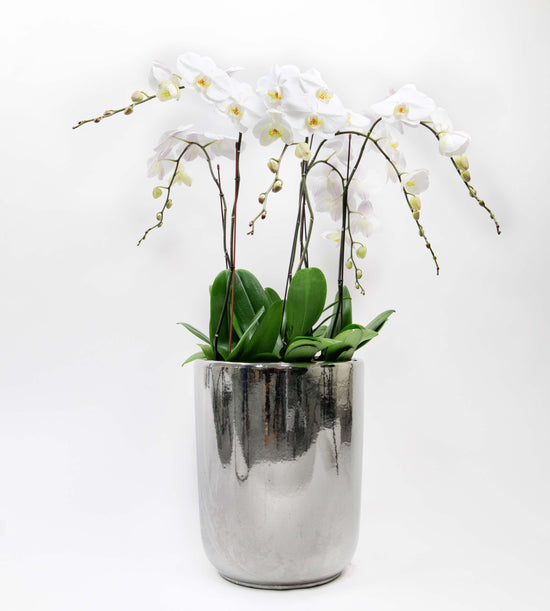 Six orchid stems in a chrome silver pot, elegant and modern indoor plant decoration.