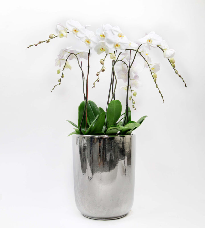 Six orchid stems in a chrome silver pot, elegant and modern indoor plant decoration.