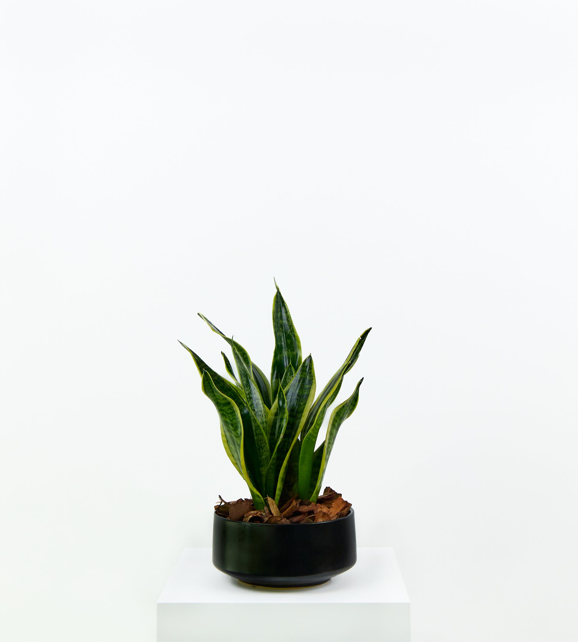 Green indoor plant with tall, upright leaves adding a bold touch to room decor.