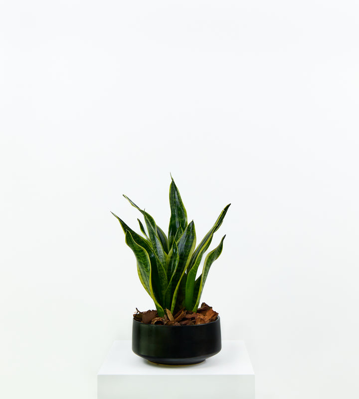 Green indoor plant with tall, upright leaves adding a bold touch to room decor.