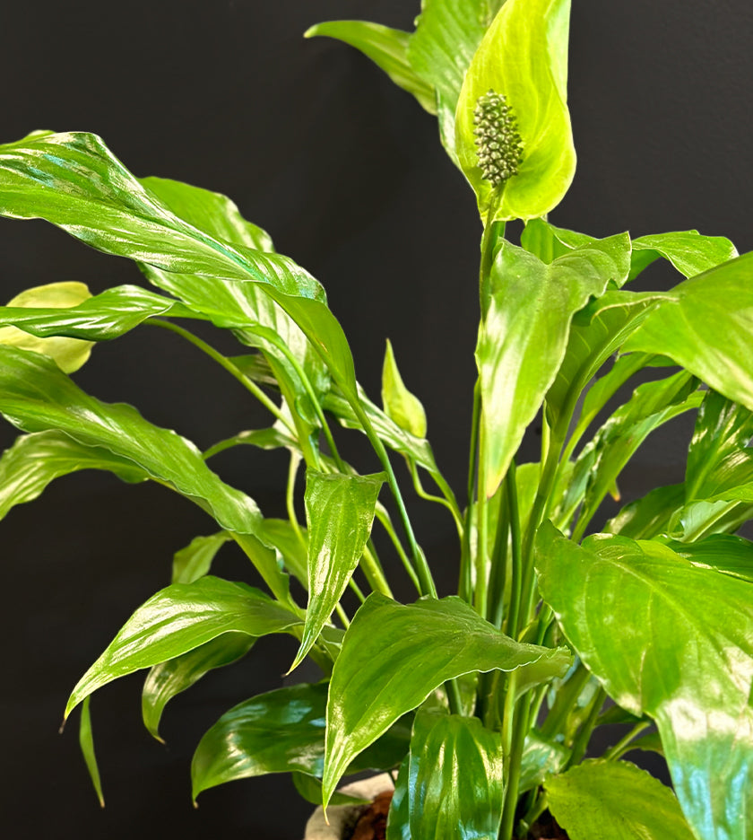 Spathiphyllum in Cement Pot