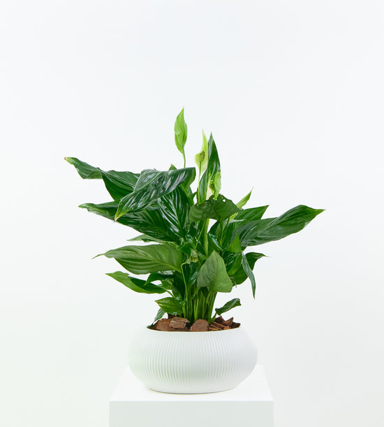 Spathiphyllum Peace Lily plant in a modern pot, perfect for home or office decor.