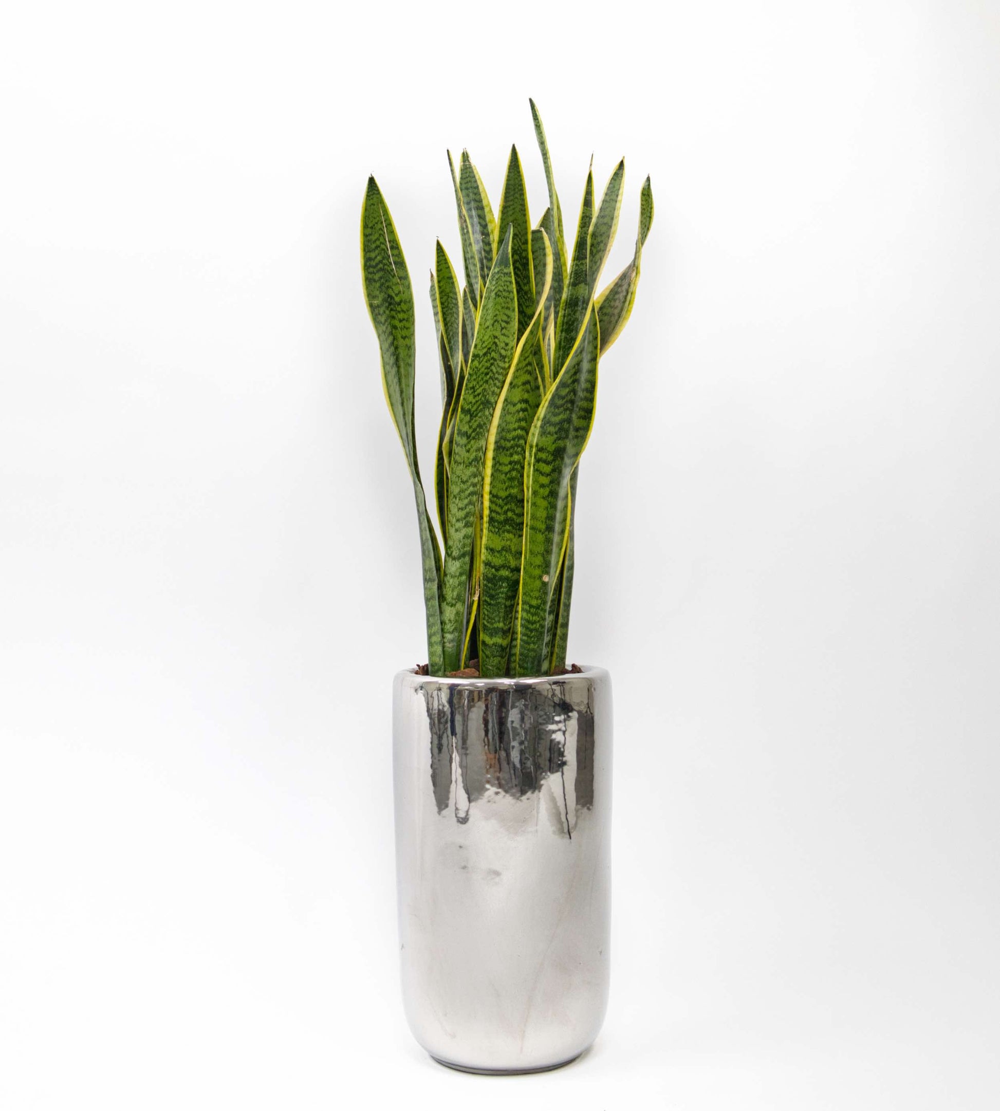 silver chrome pot, bold and modern indoor plant decor.