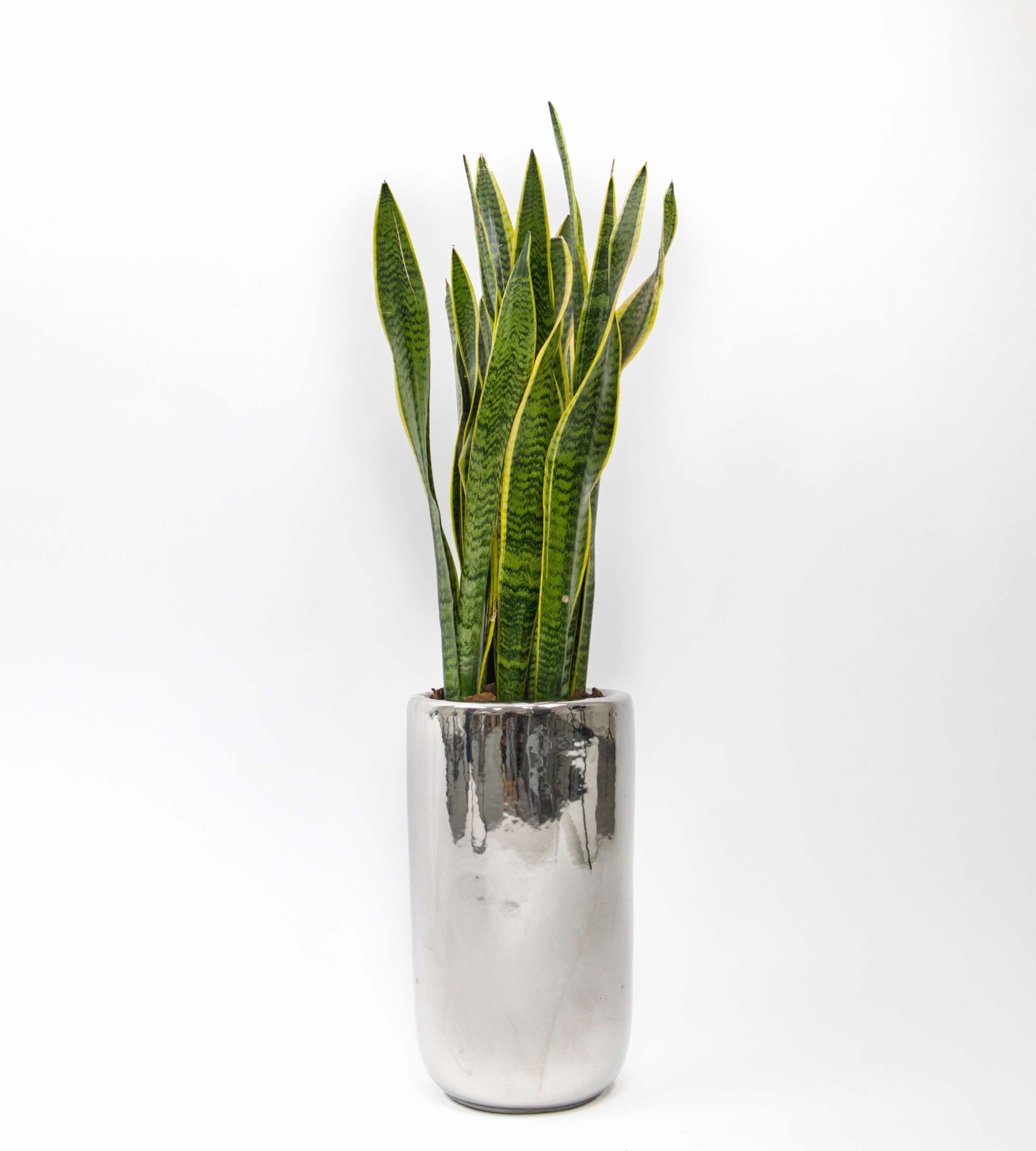 silver chrome pot, bold and modern indoor plant decor.