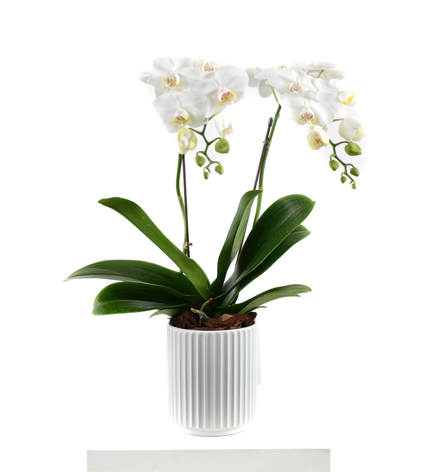 Mini orchid in white ceramic