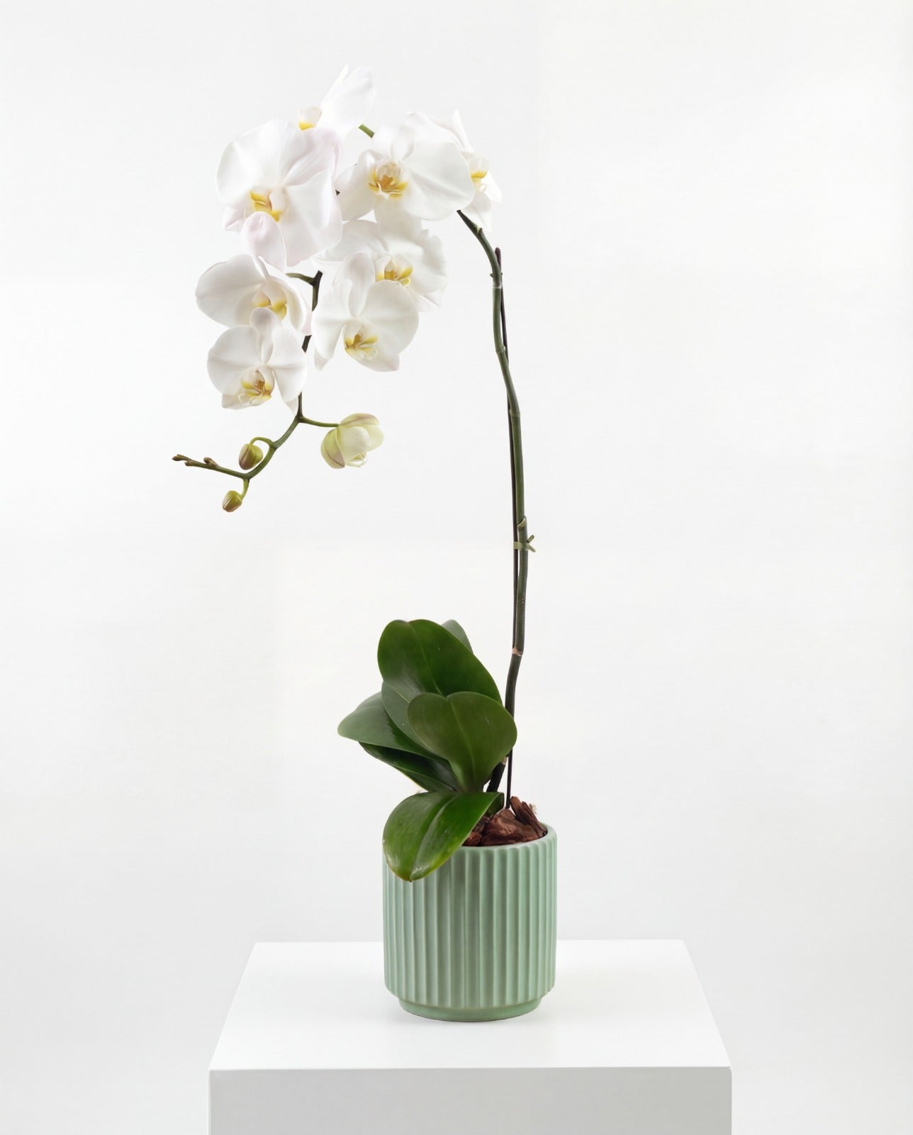 Orchid in green ceramic