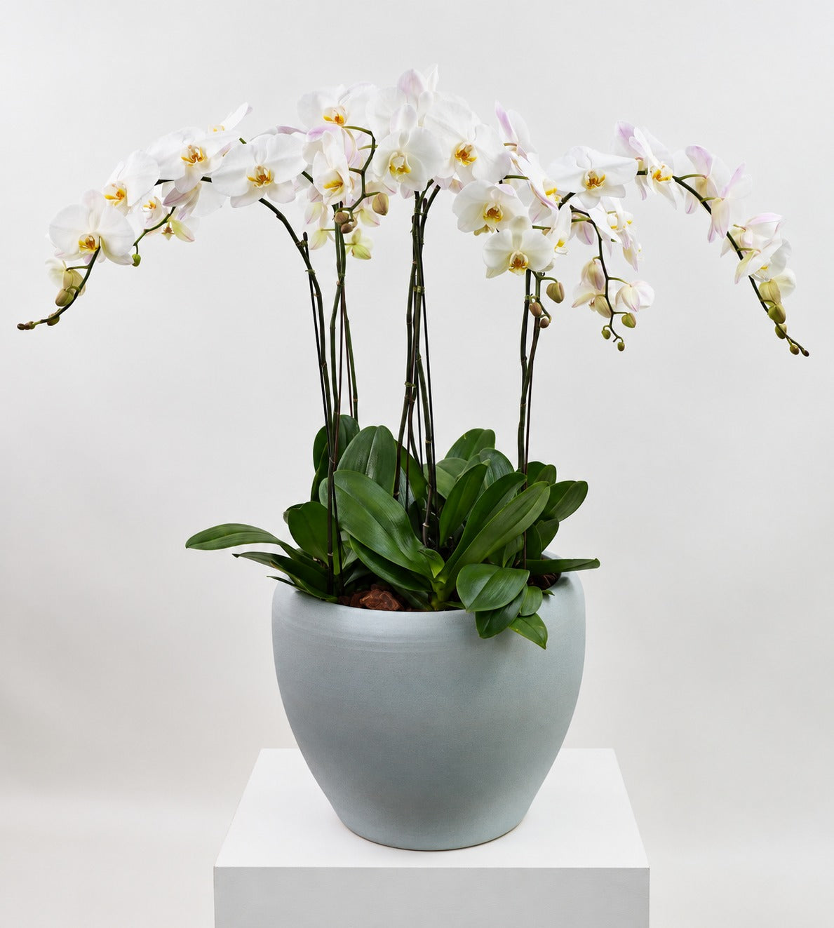 The Statement Orchid