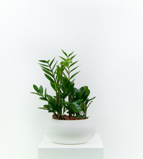 Exotic indoor plant ideal for home or office decor and thoughtful gifting.