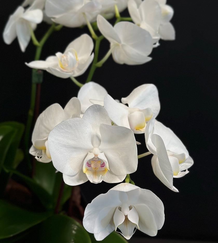 Orchid Breeze